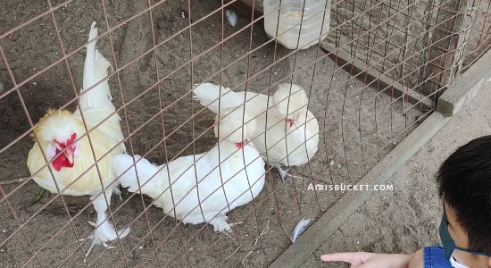 tempat menarik di pengerang, desaru bandar penawar kota tinggi